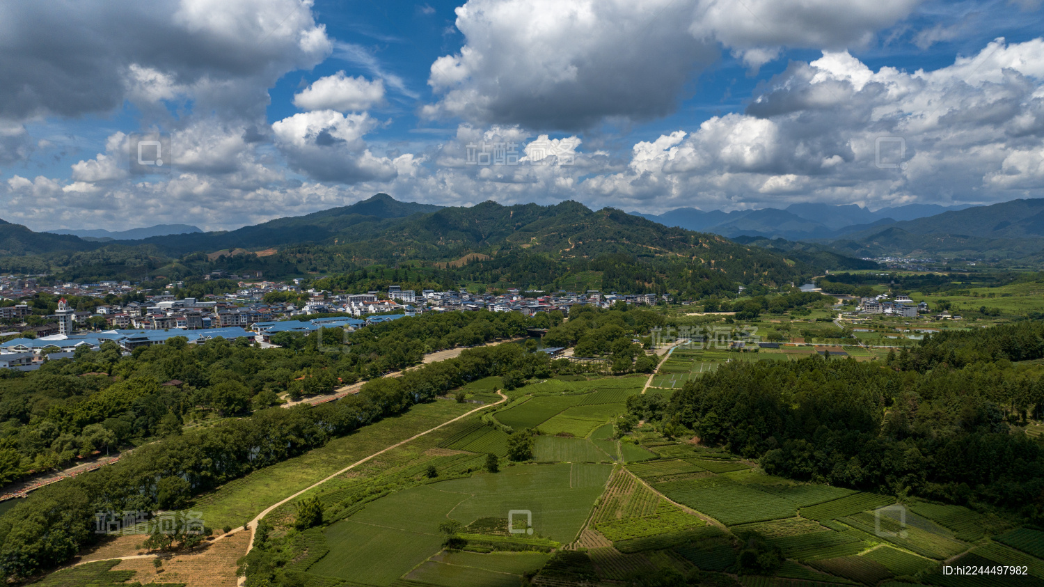 武夷山茶园茶叶种植基地