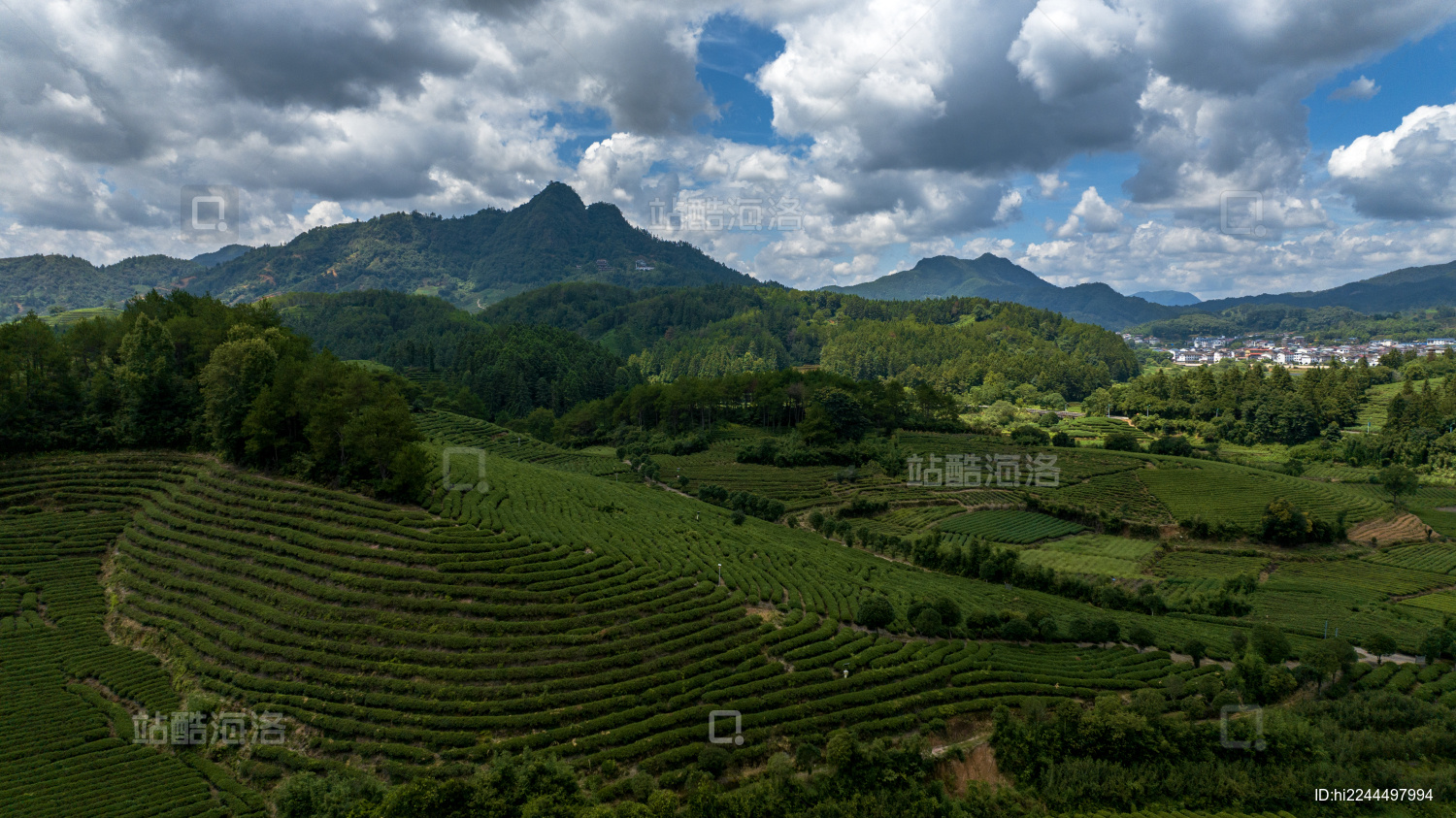 武夷山茶园茶叶种植基地