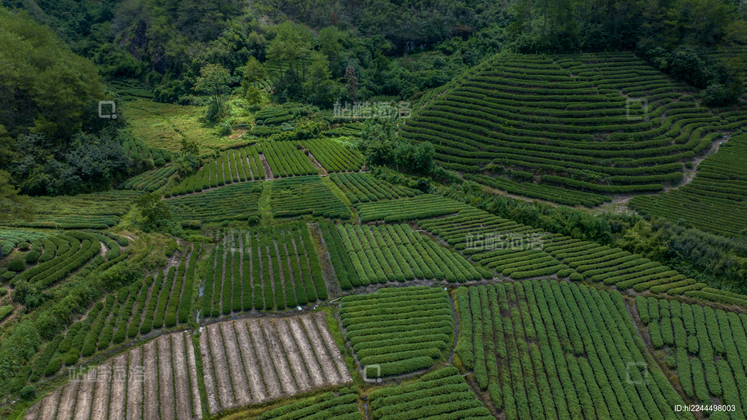 武夷山茶园茶叶种植基地