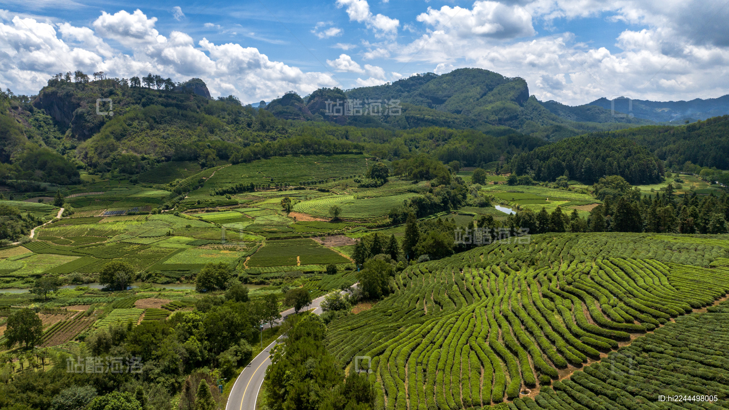 武夷山茶园茶叶种植基地