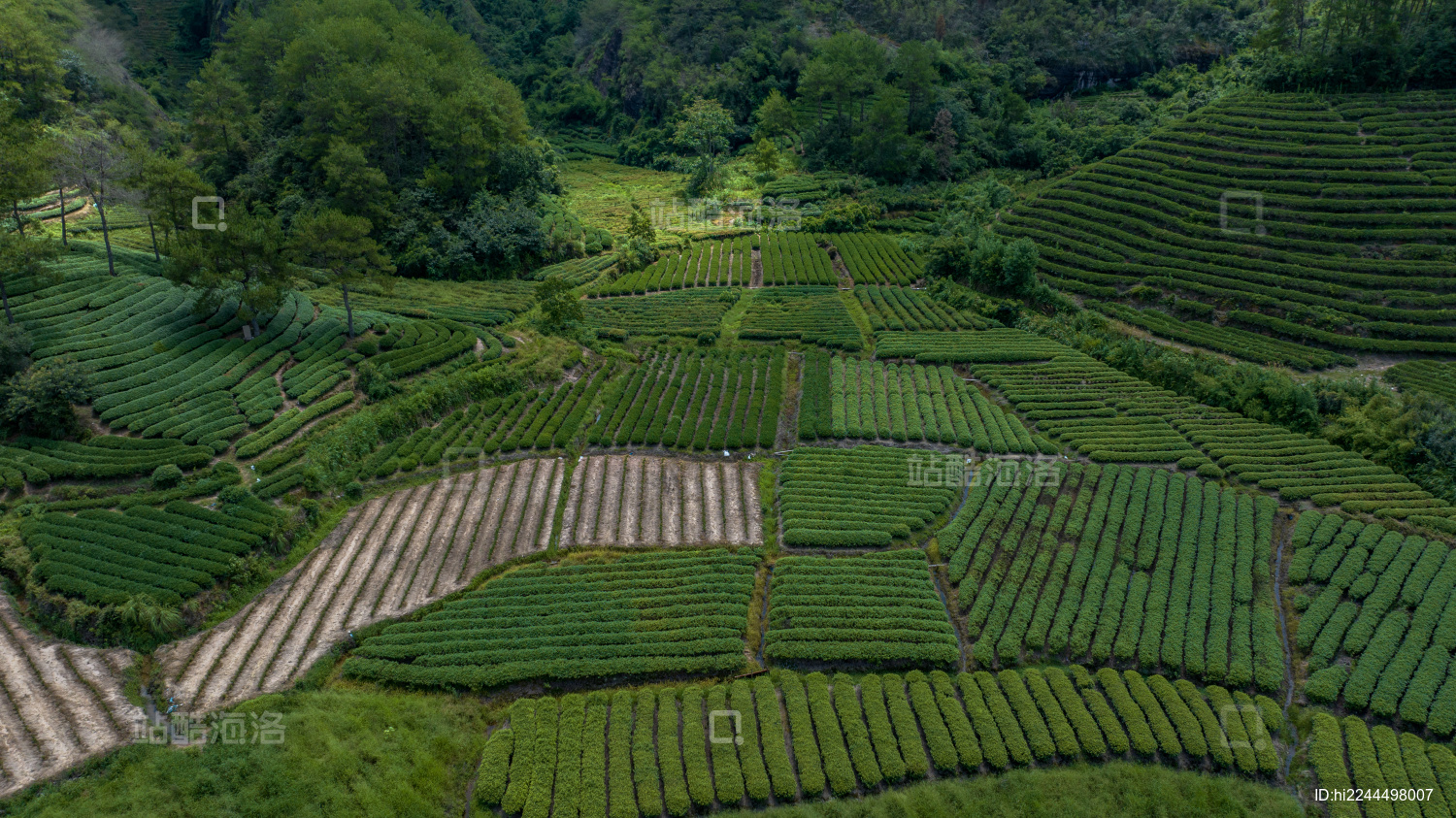 武夷山茶园茶叶种植基地