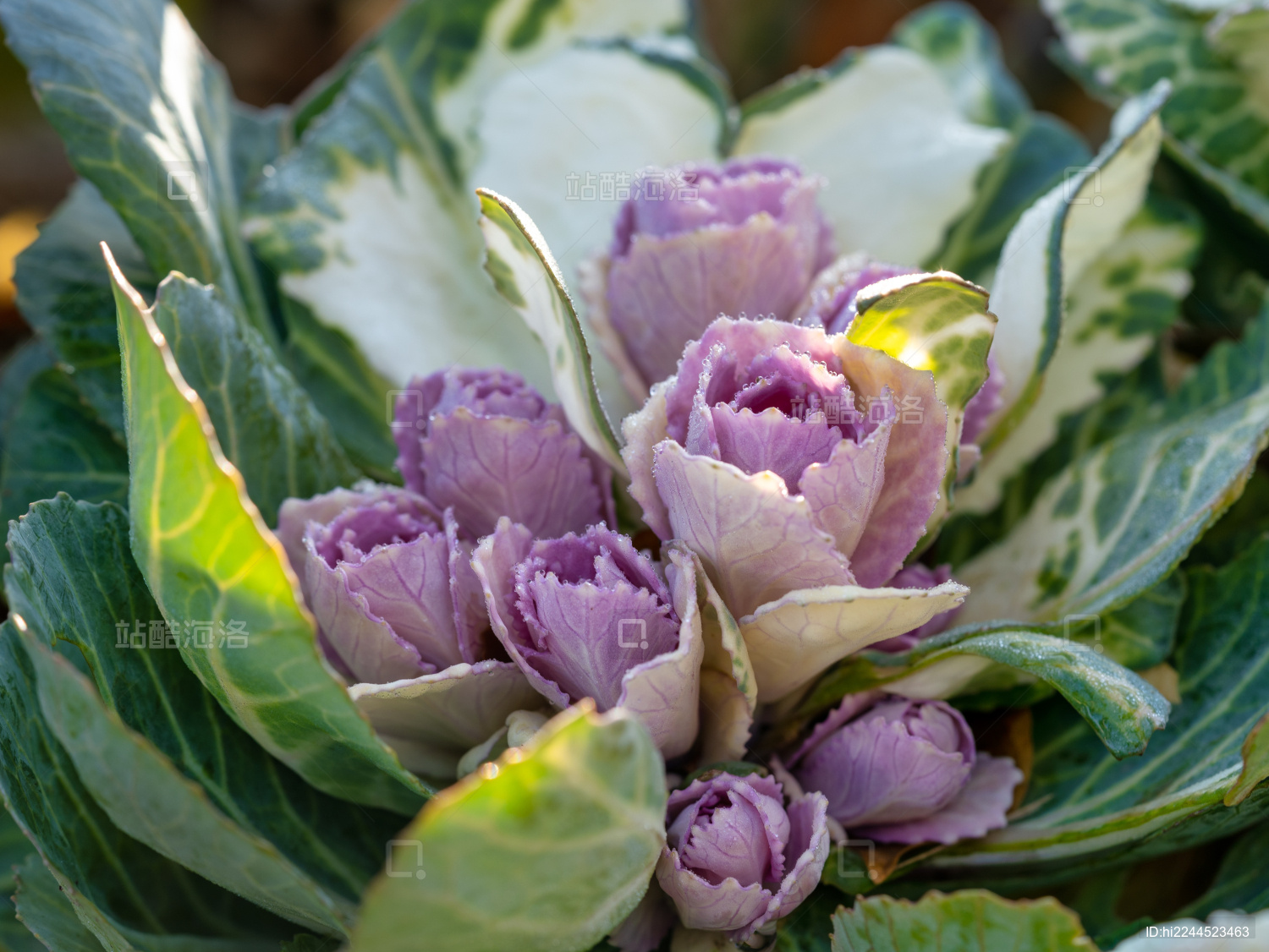 冬季的园艺植物羽衣甘蓝特写