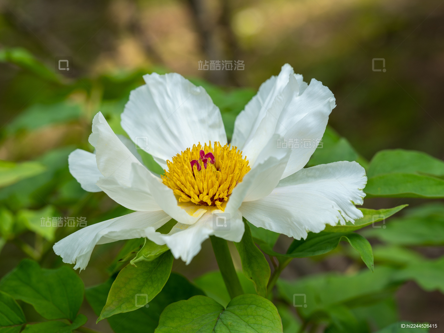 春天的白色牡丹花特写