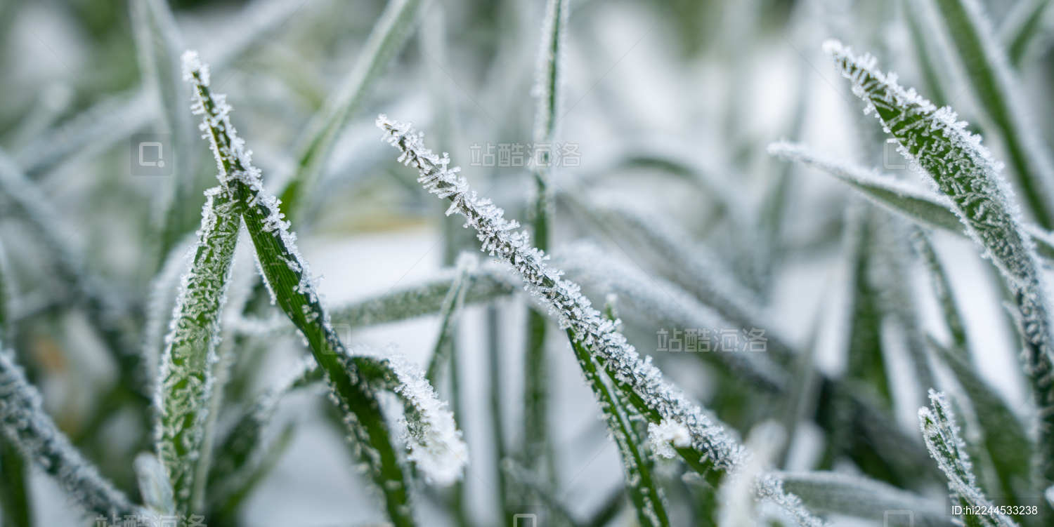 严寒冬季下霜霜降的小麦