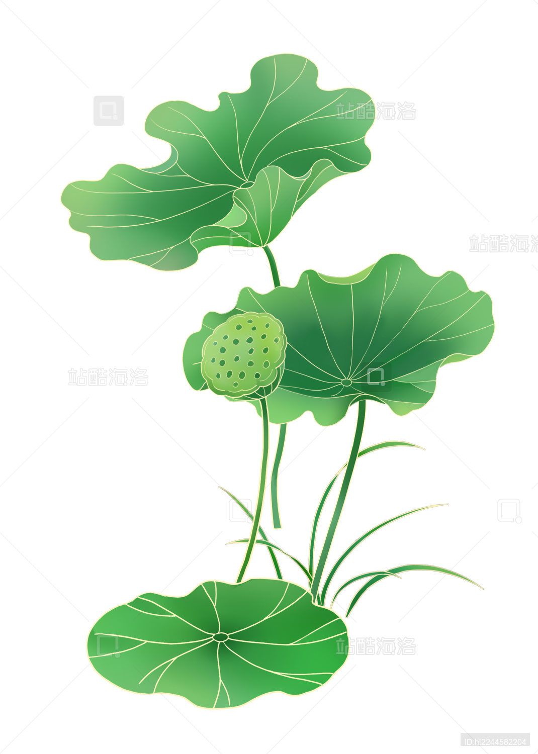 国风手绘荷叶