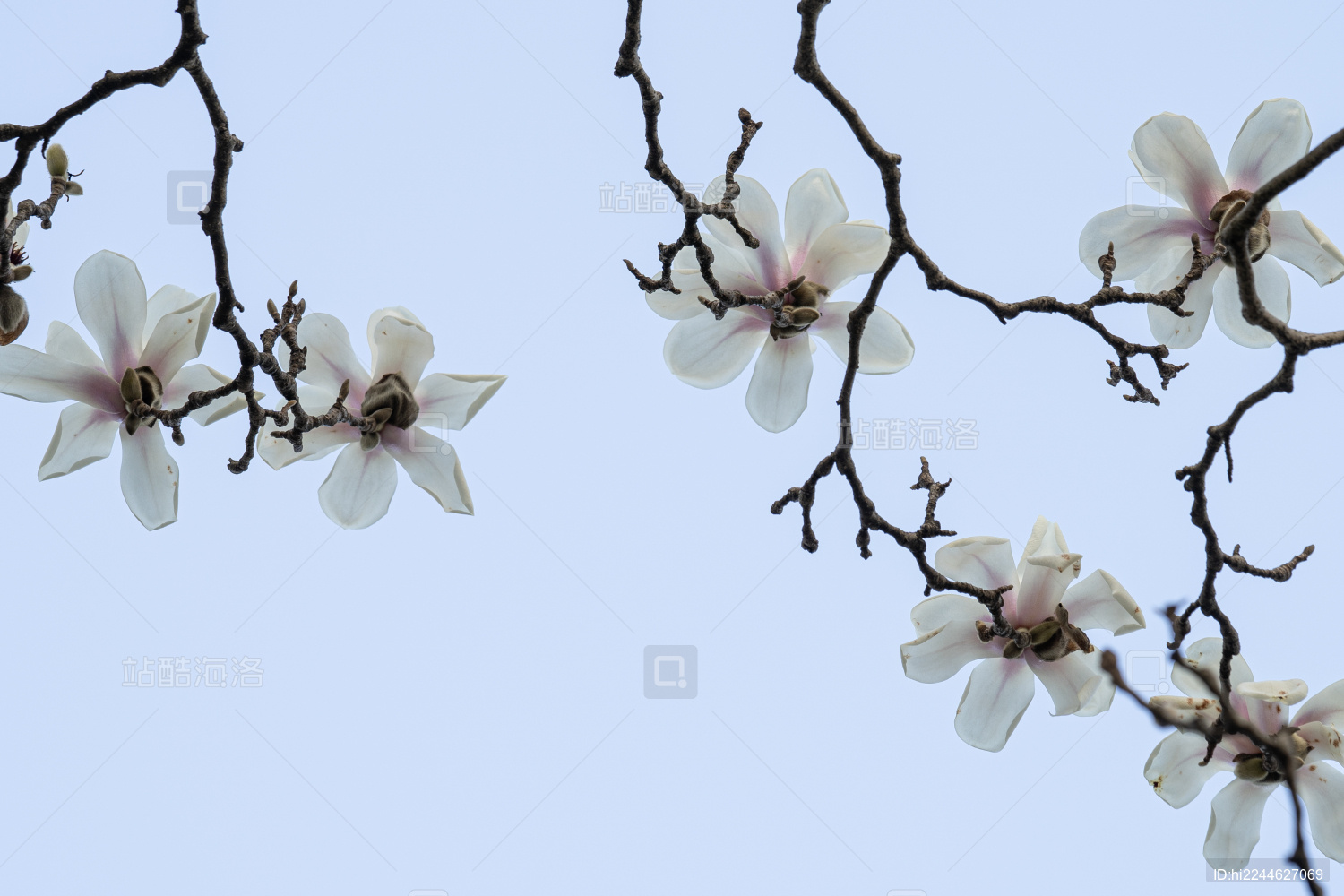 杭州植物园天目玉兰