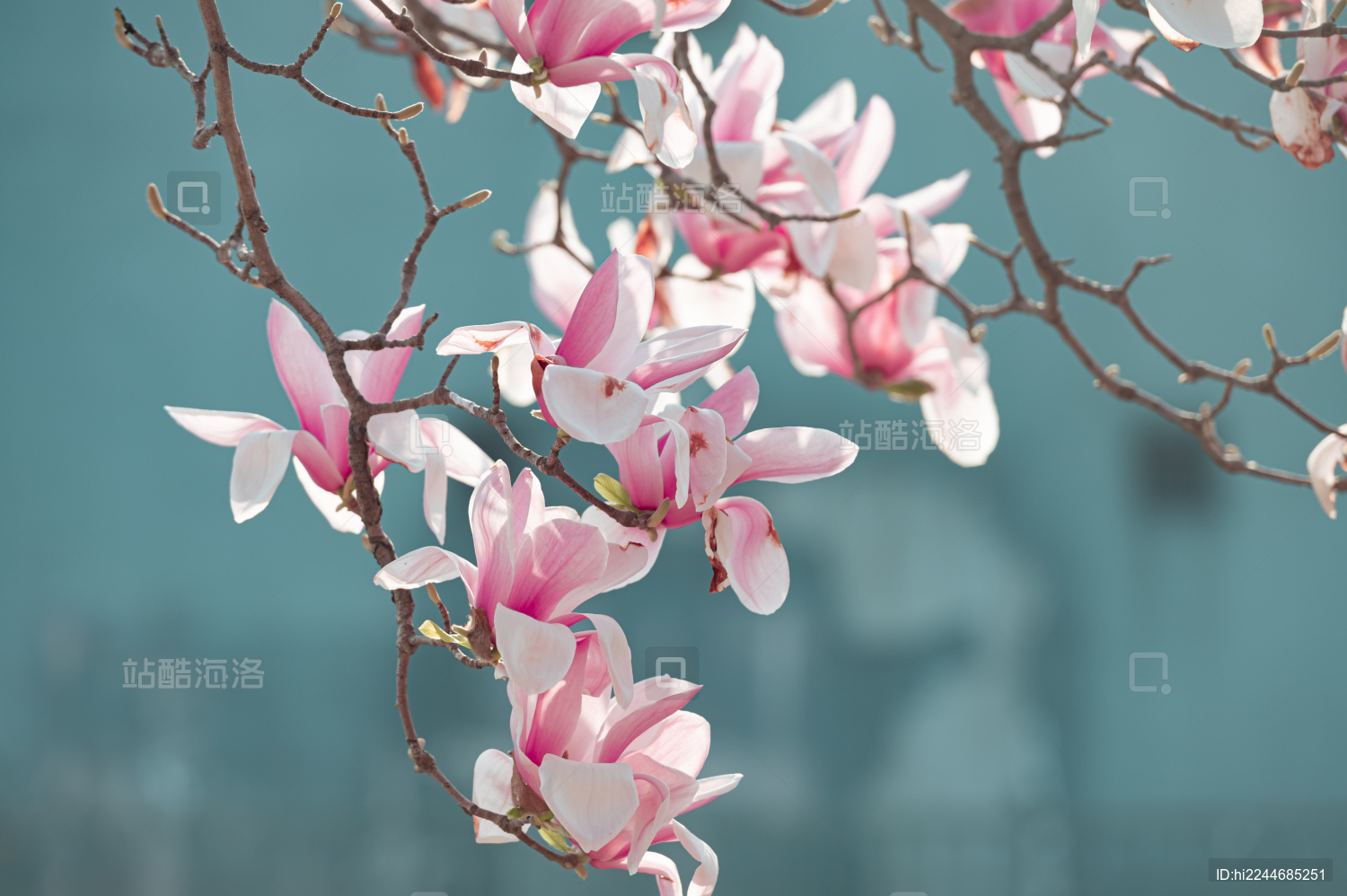 美丽的子玉兰花