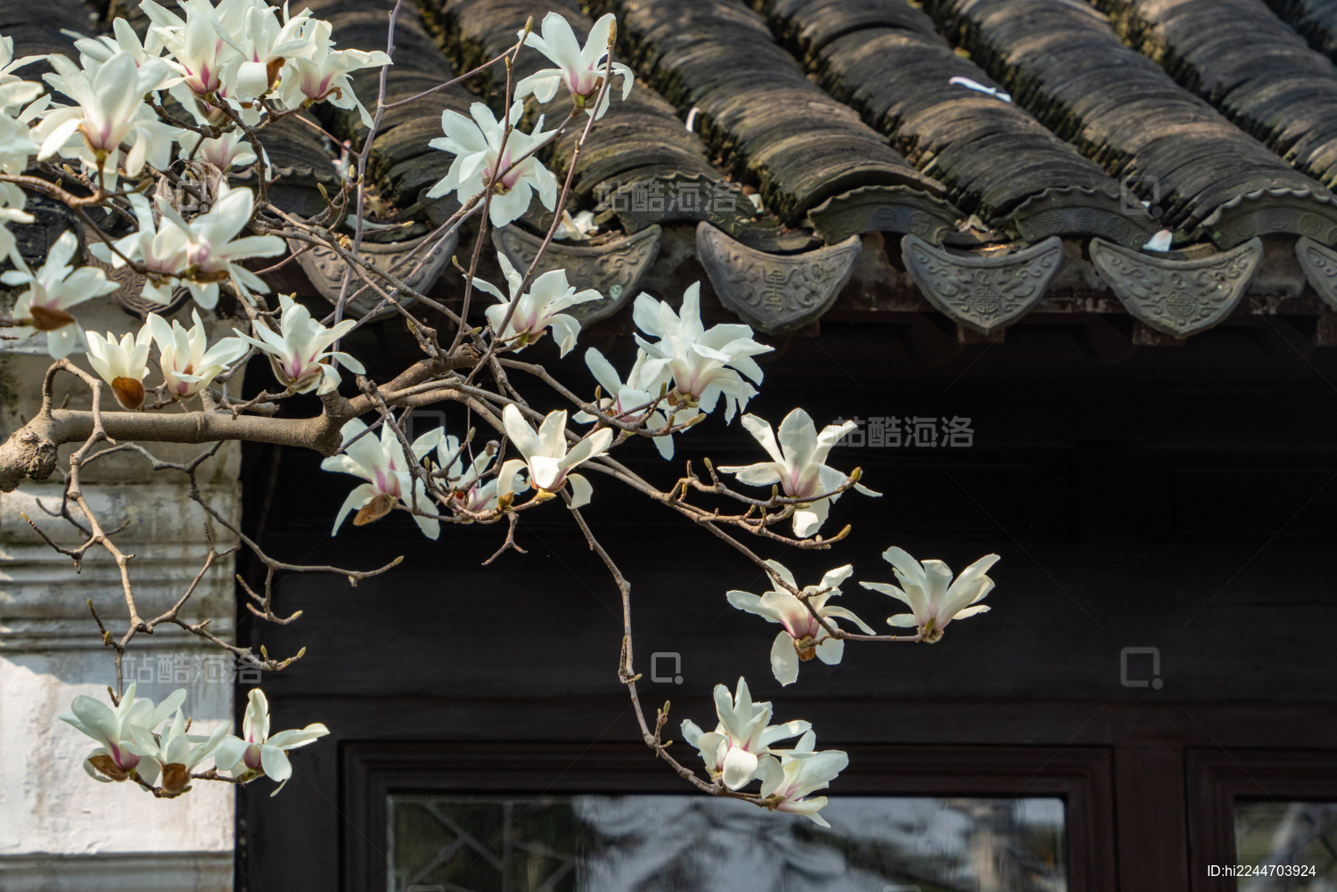 春天苏州平江路的白玉兰