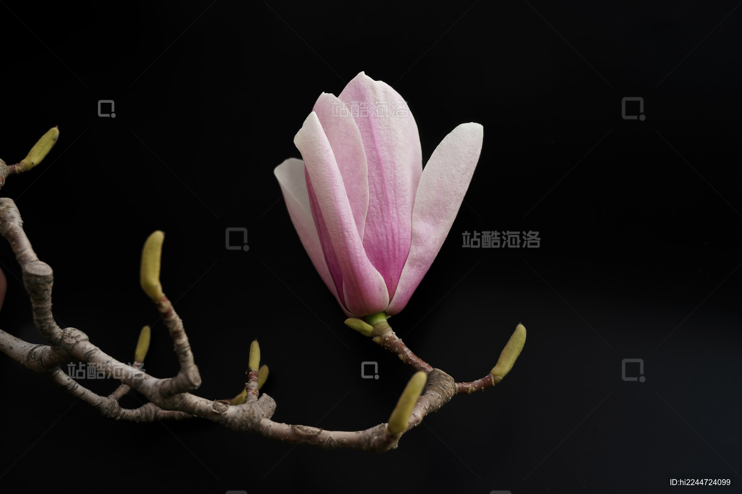 春天北方的玉兰花盛开