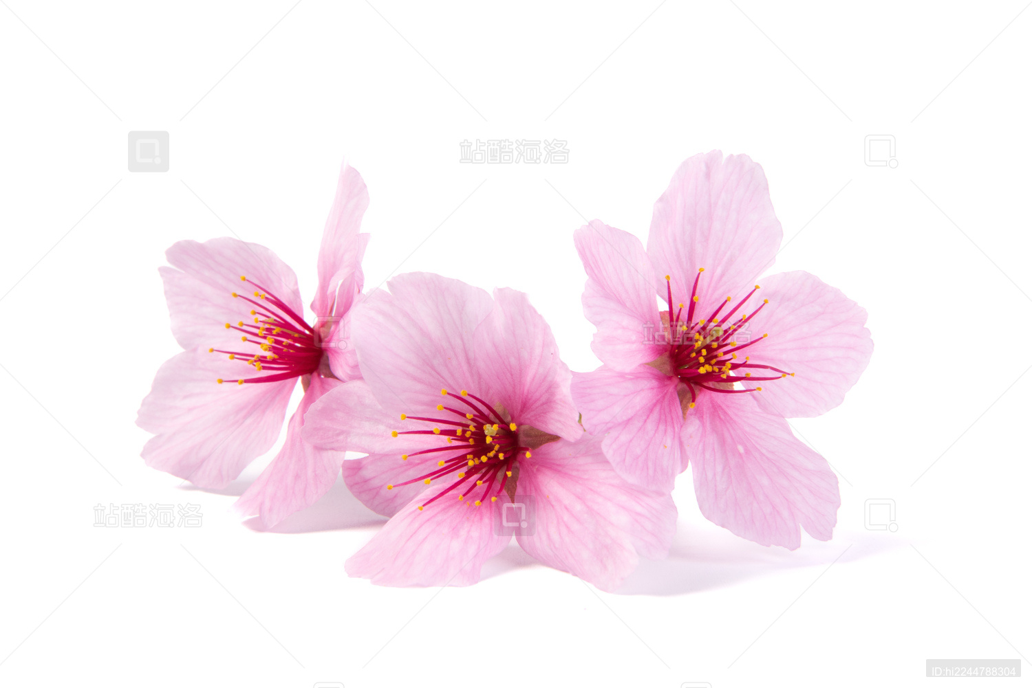 白色背景上的桃花花瓣