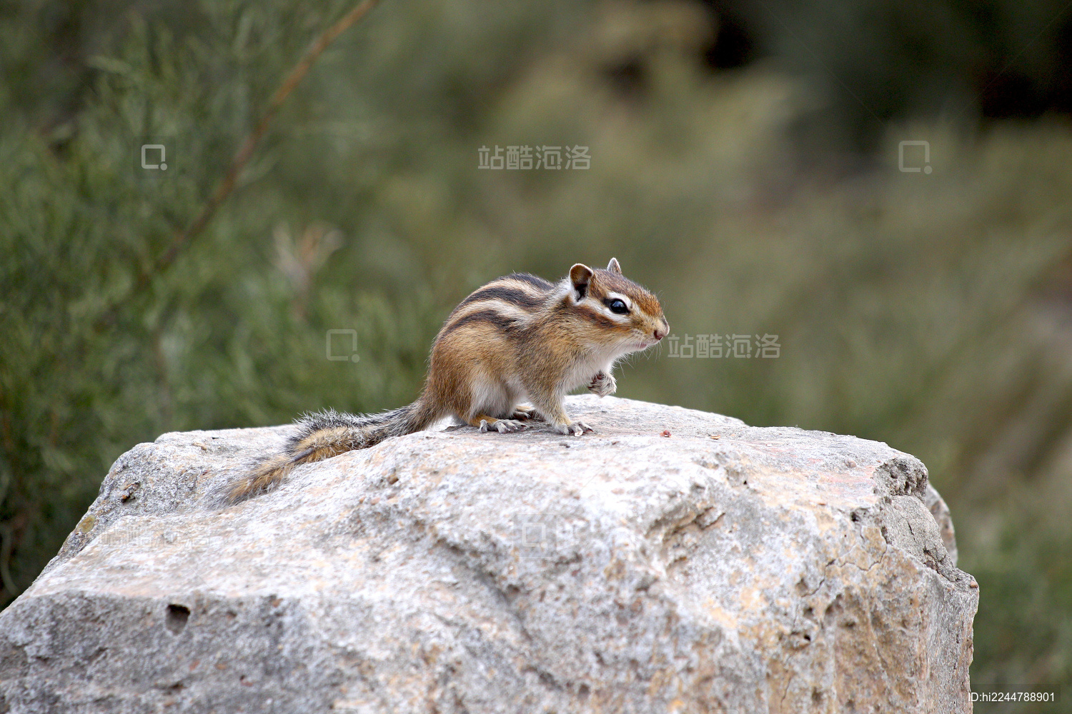 花栗鼠在树上跑来跳去呆萌可爱