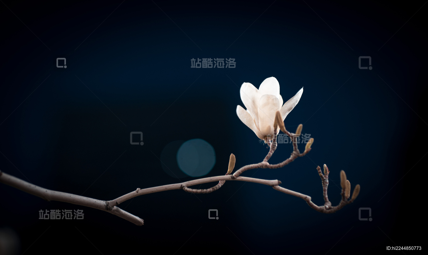 夜晚的白玉兰花卉特写