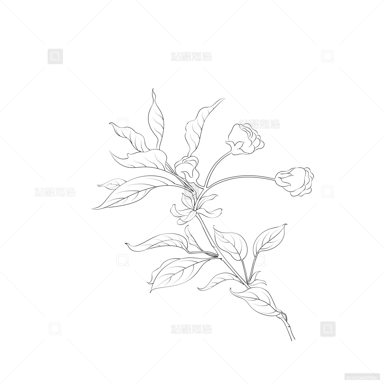 手绘花卉白描黑白线稿插画樱花