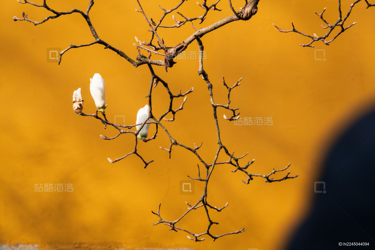 中国浙江杭州法喜寺玉兰花