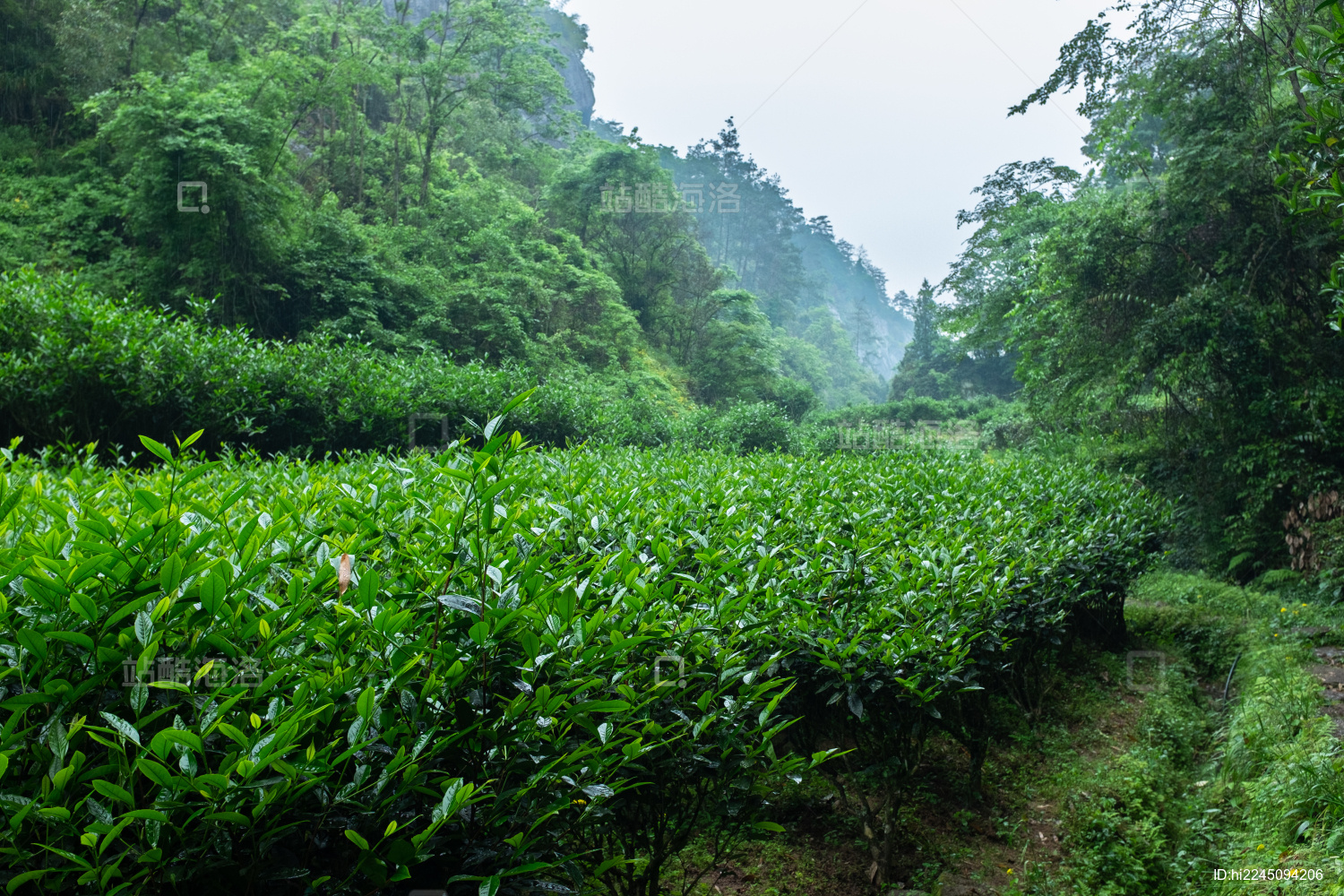 福建武夷山 山涧茶树