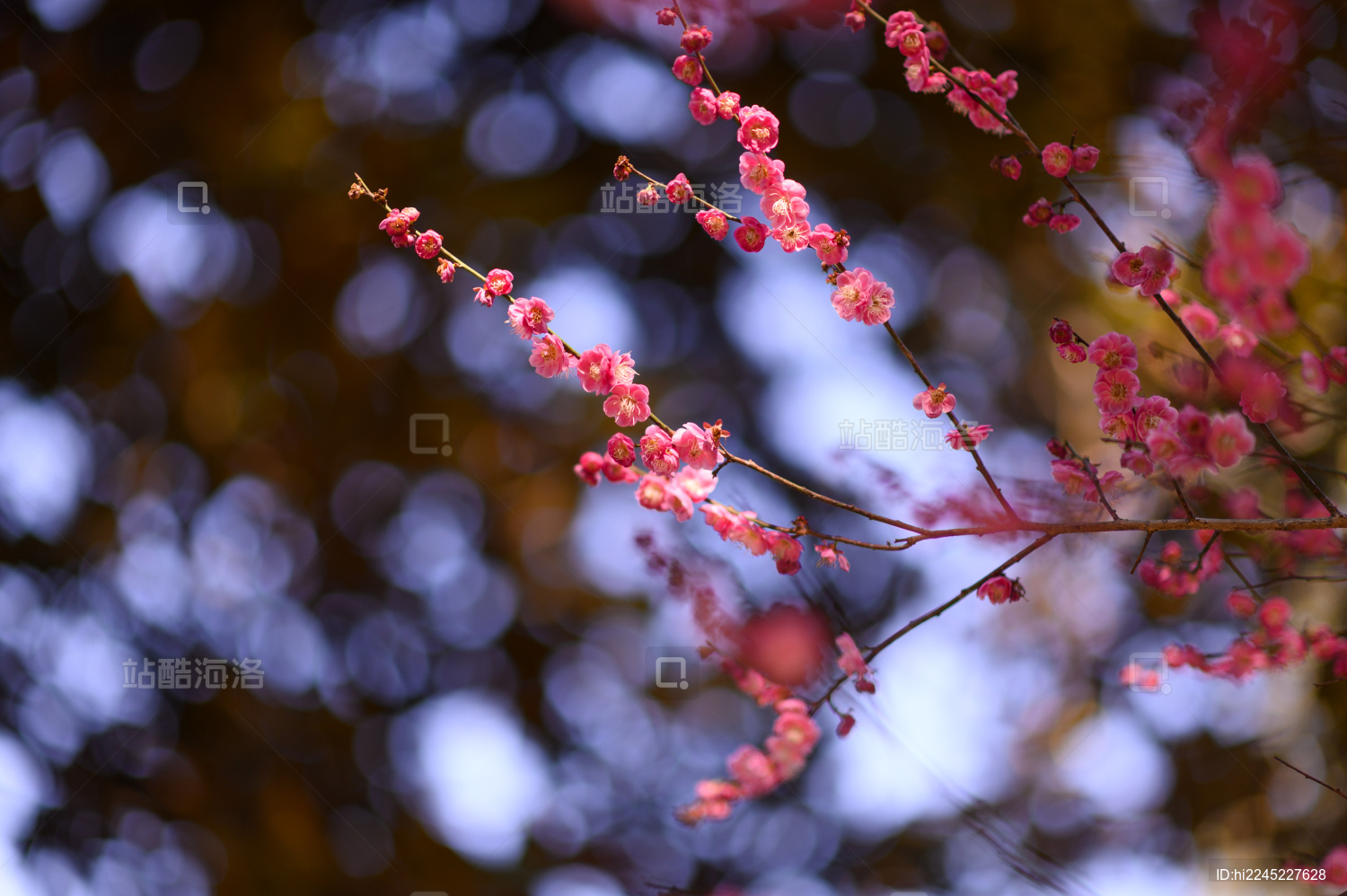 杭州冬天灵峰探梅梅花