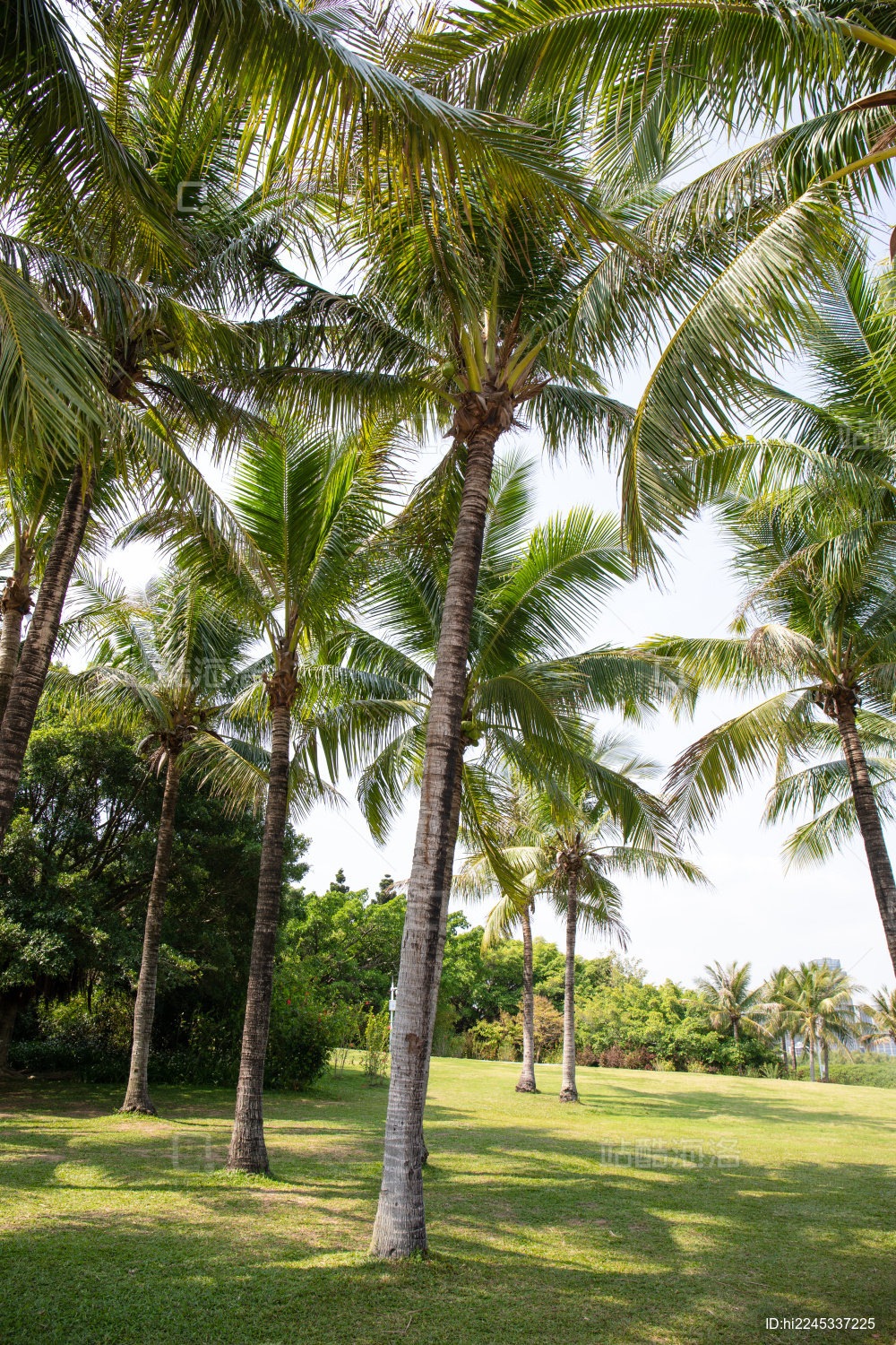 广东省深圳湾公园椰子树