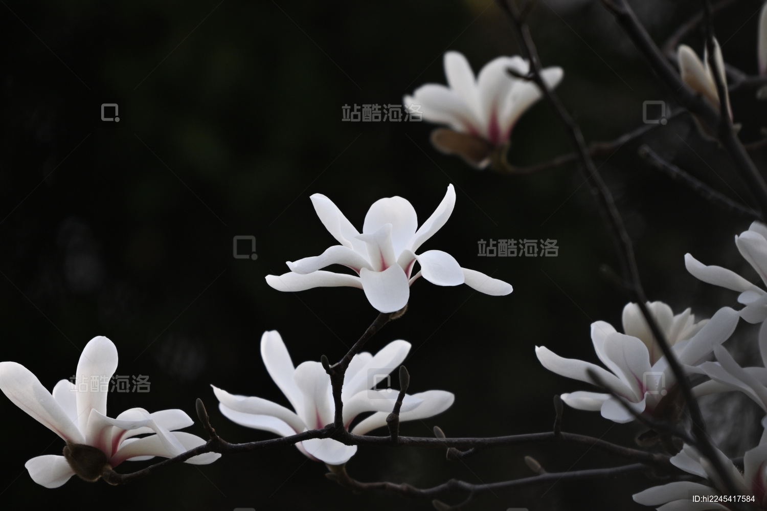 白玉兰春天花开