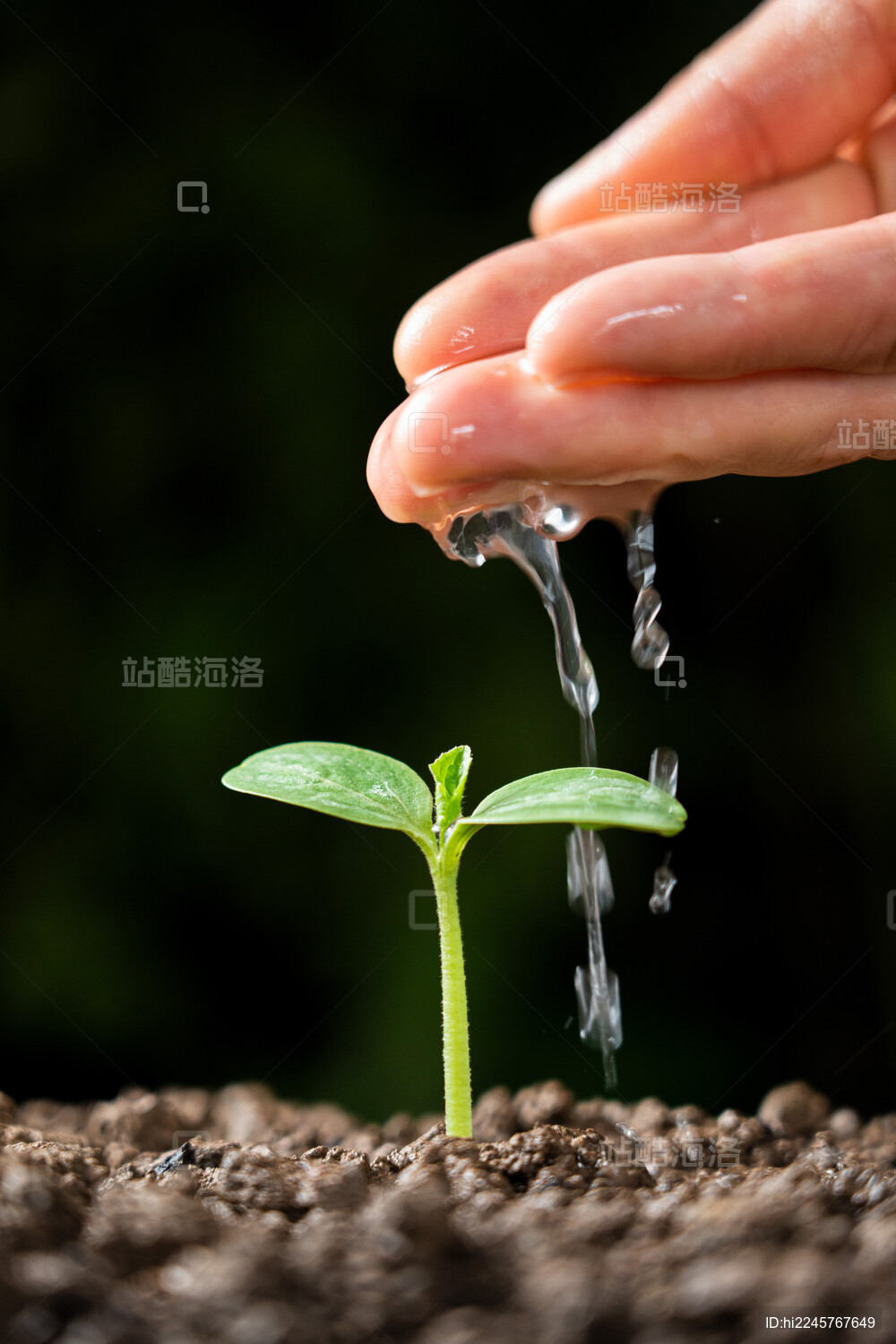 萌芽发芽浇水灌溉