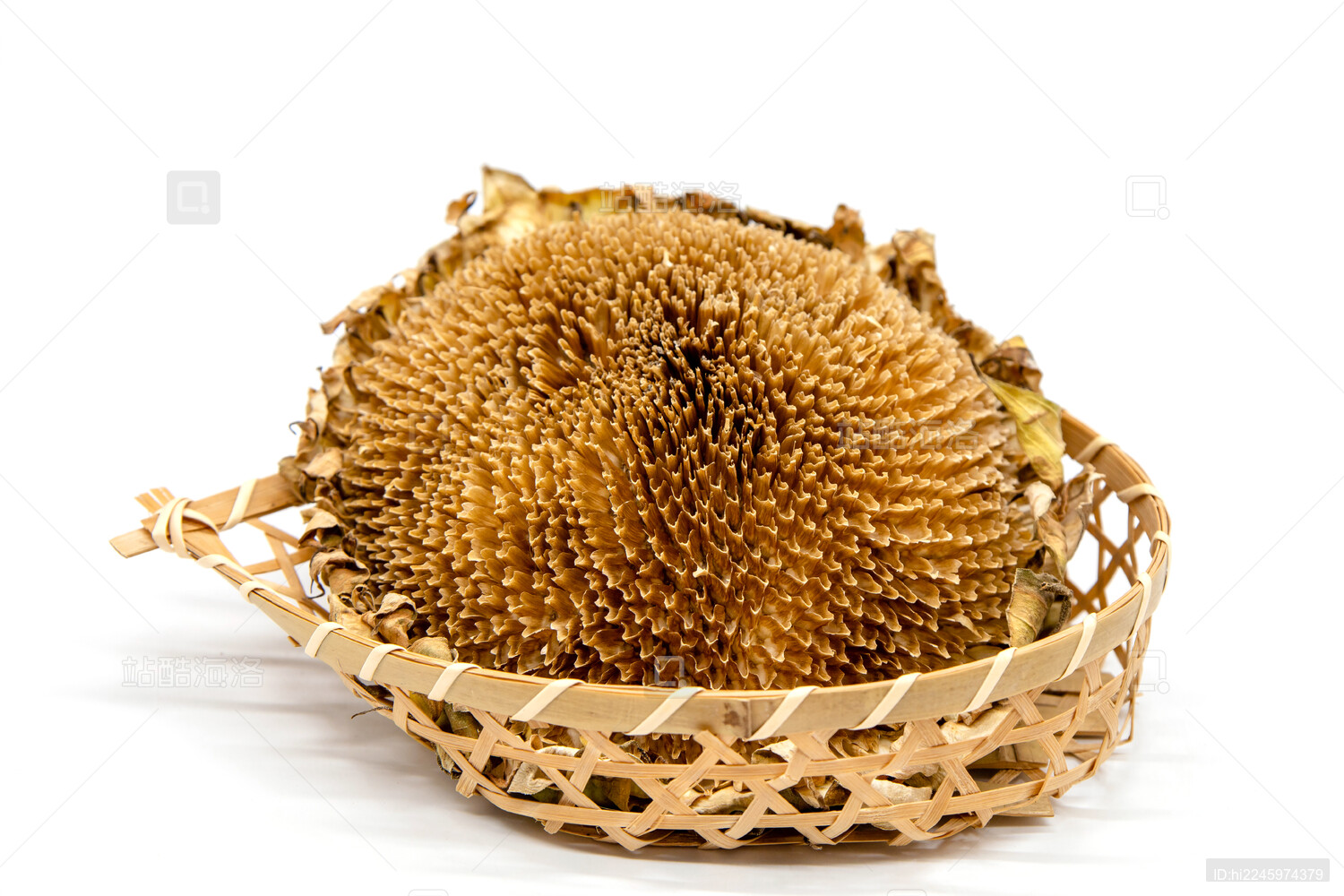 白背景传统中医中药材向日葵花盘