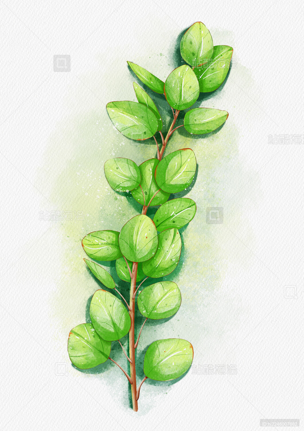 手绘水彩风卡通植物叶子尤加利叶绿叶素材