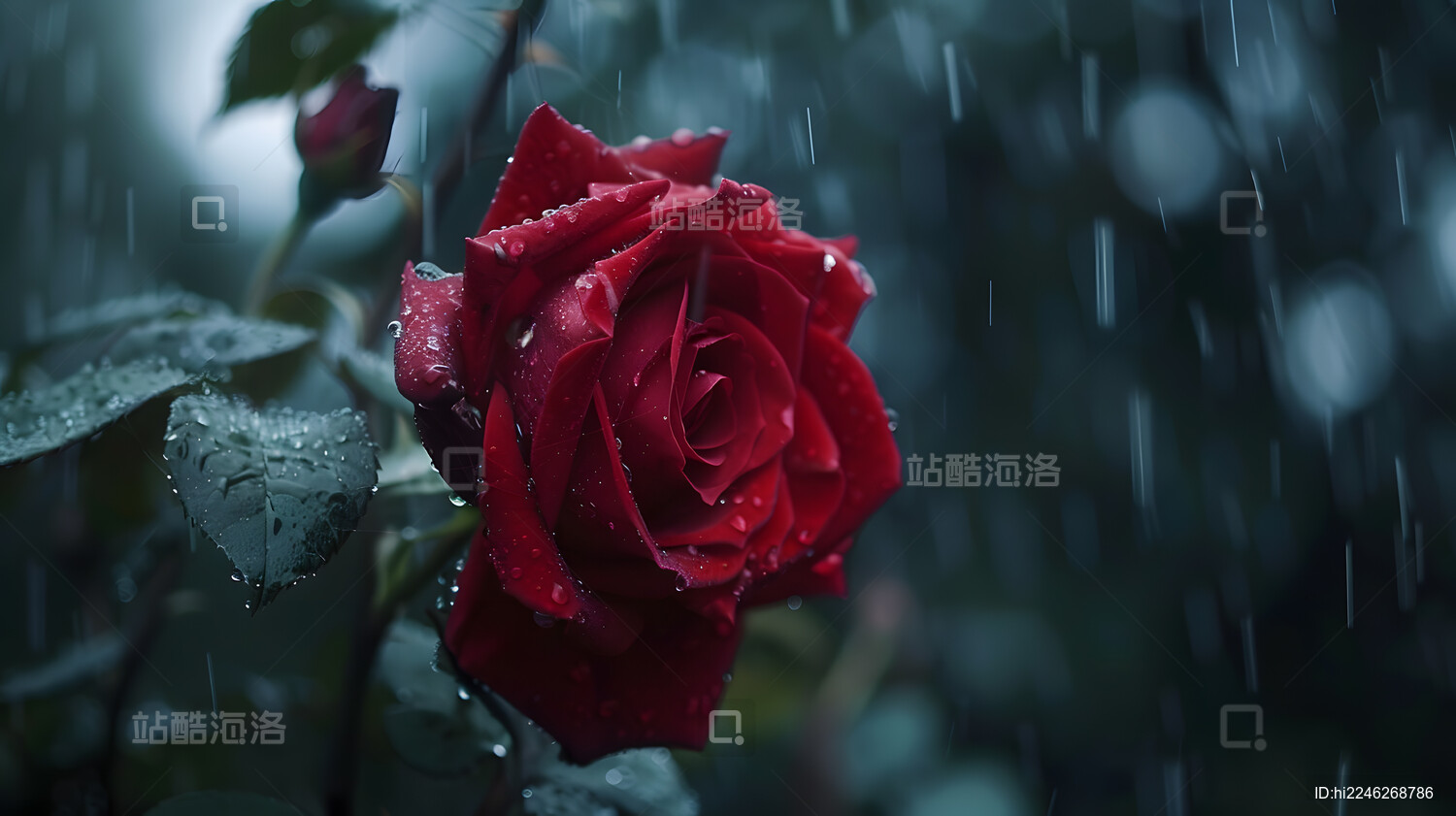 情人节红色玫瑰花