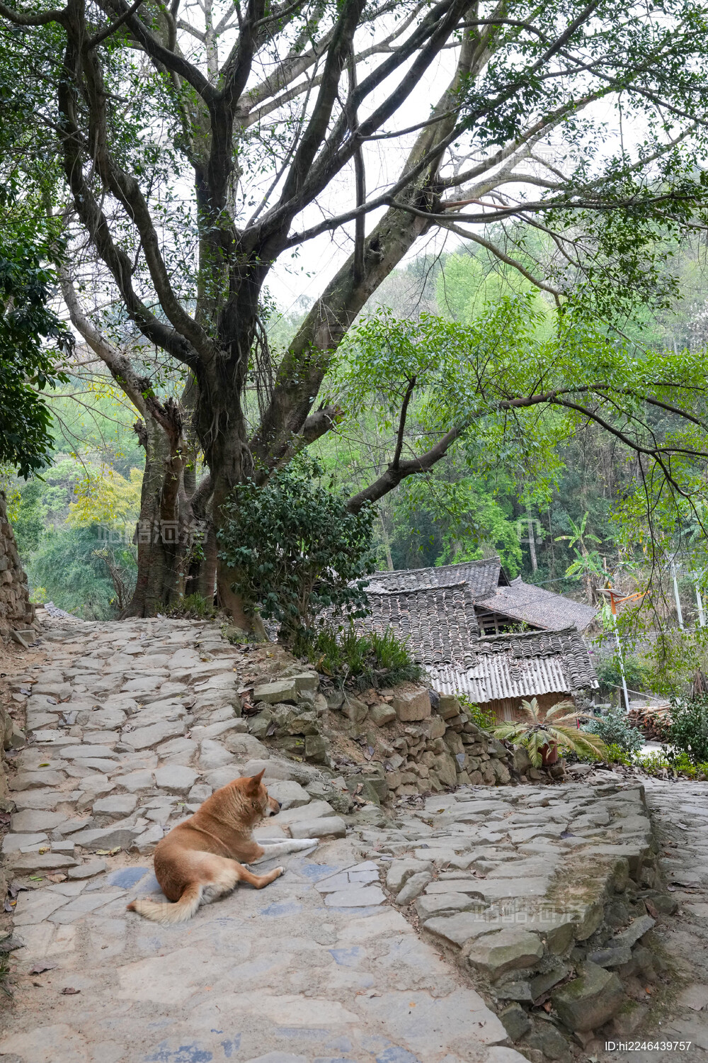 贵州兴义南龙布依古寨风光