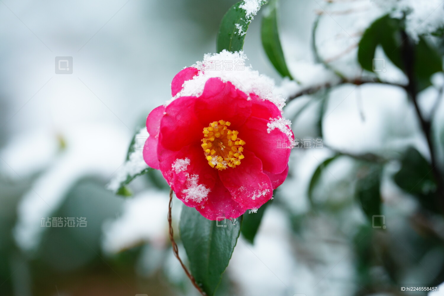 雪中的红色茶梅花