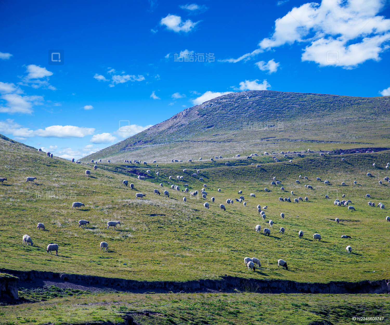 青海海南湟源县草原牛羊群
