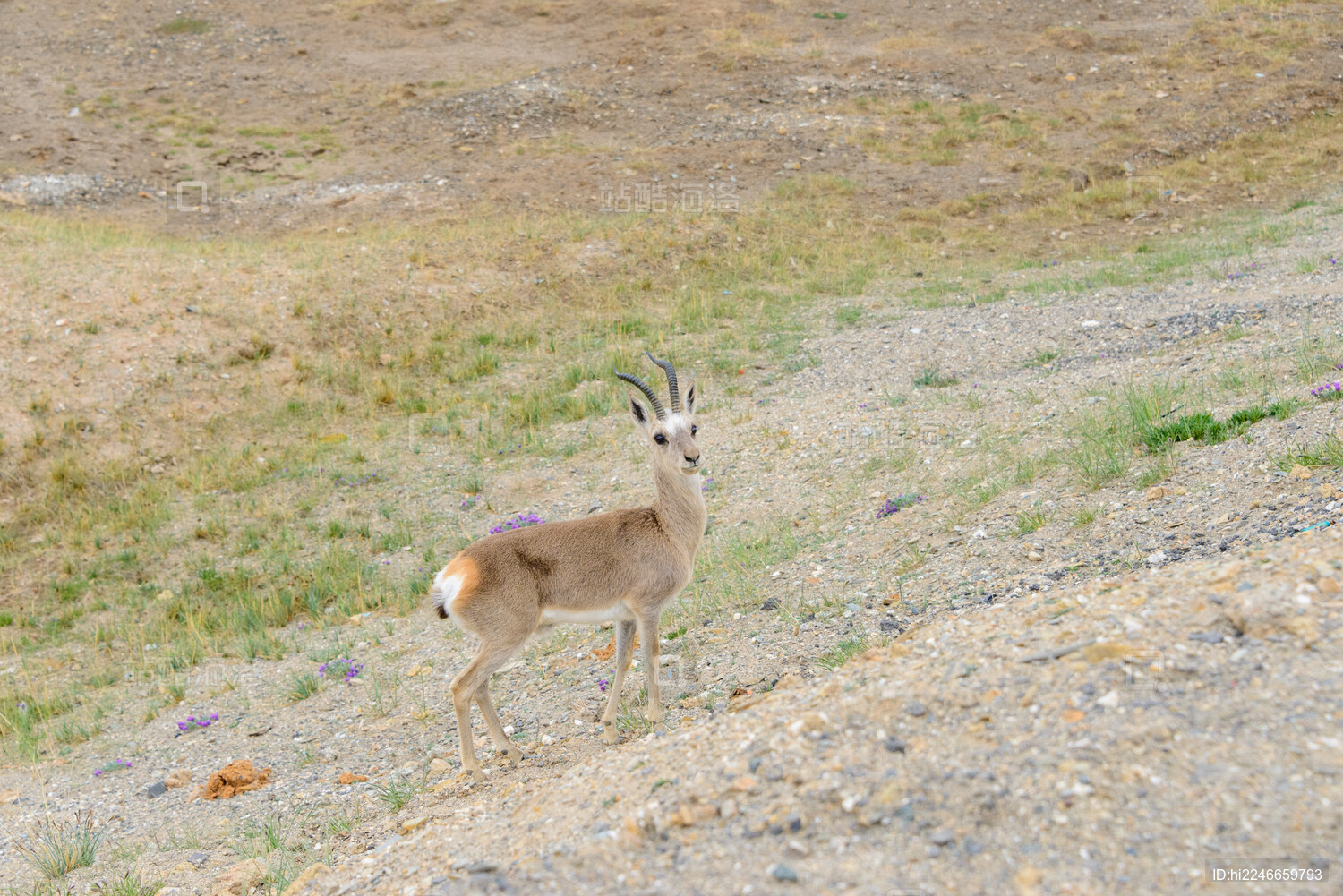 青海可可西里国家级自然保护区藏羚羊幼崽