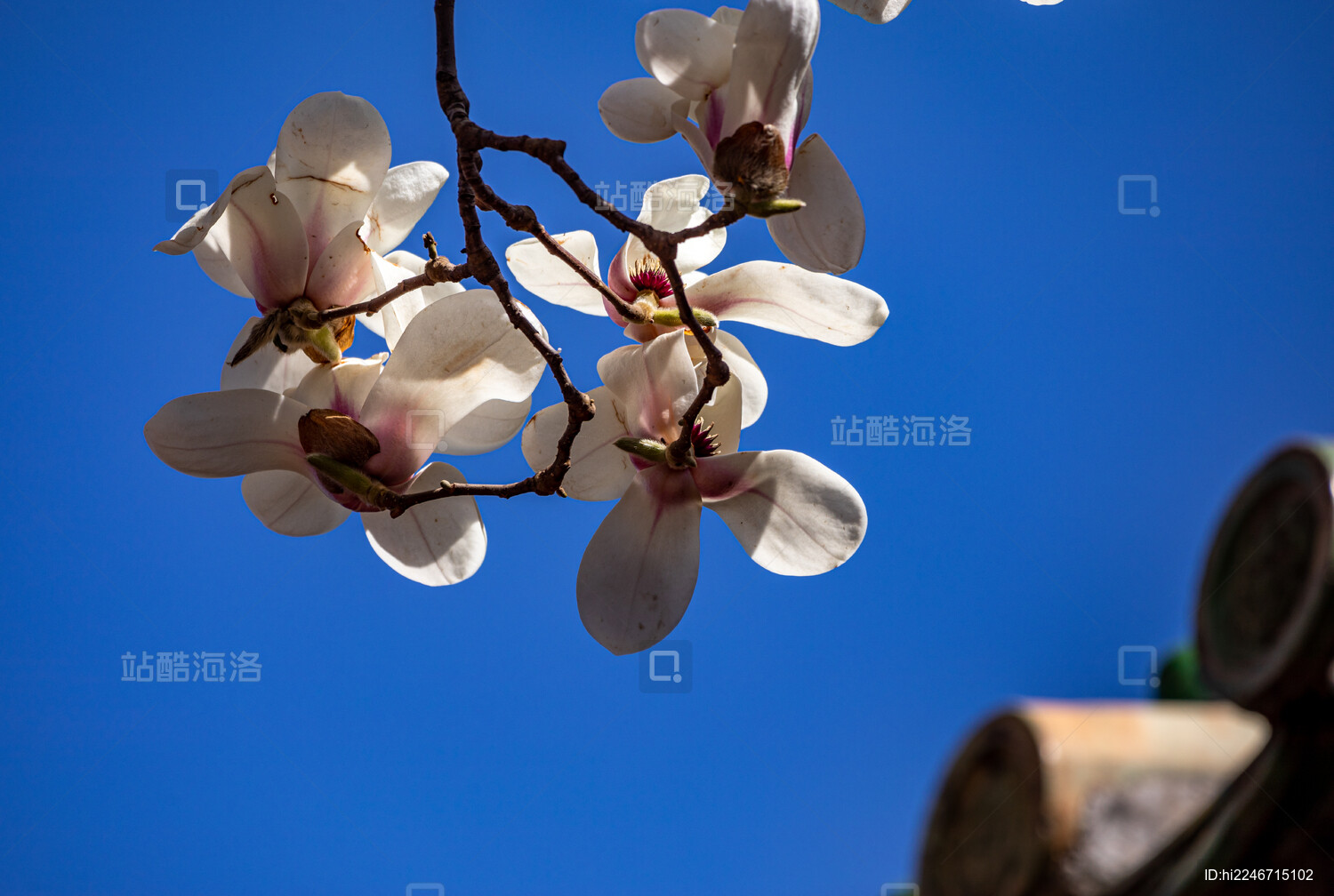 蓝天下玉兰花开背景中的北京天坛公园古建筑