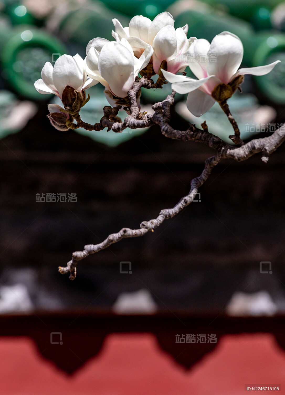 蓝天下玉兰花开背景中的北京天坛公园古建筑