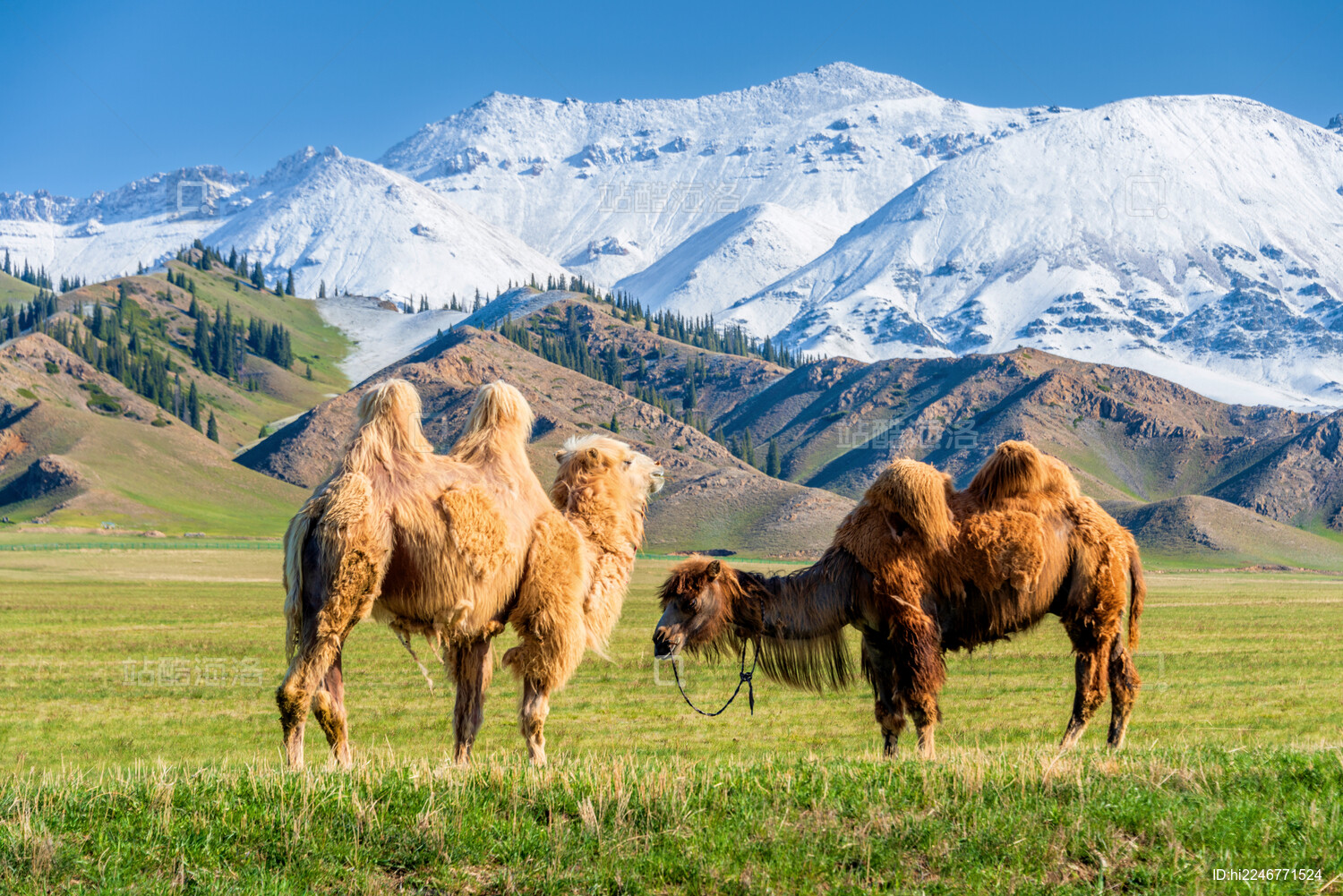 中国新疆博尔塔拉赛里木湖草原上的骆驼