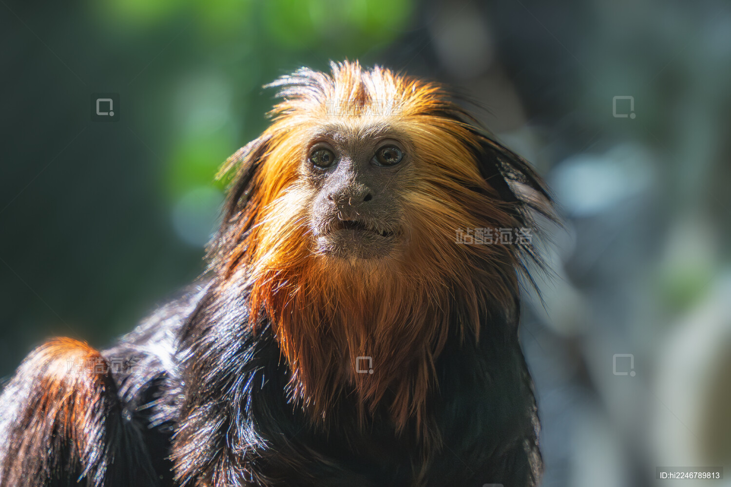 卷尾猴金头狮面狨特写