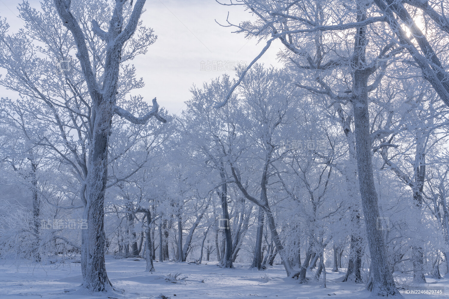 中国东北冬季冰雪雾凇树林雪景