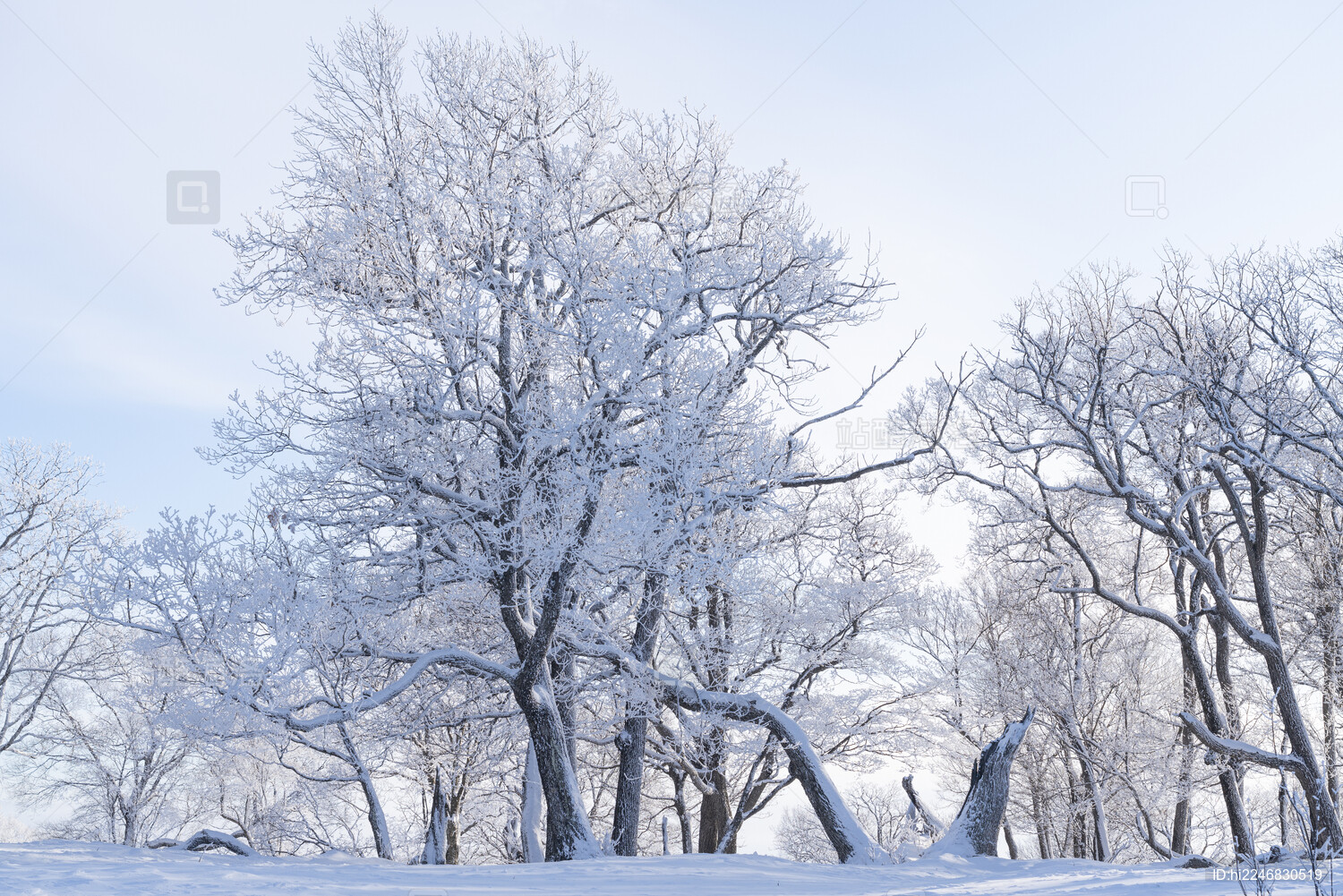 中国东北冬季森林冰雪雾凇雪景