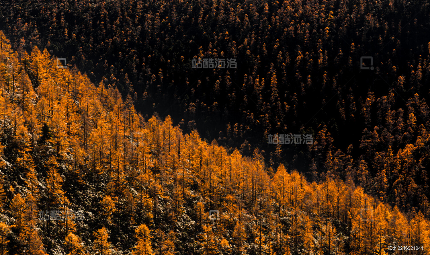 明暗分割的秋叶林