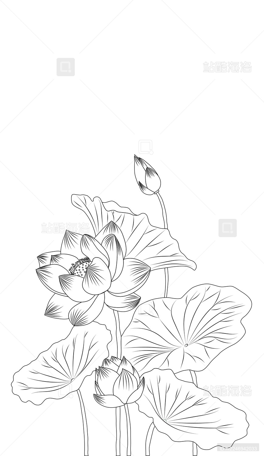 白描线稿荷花