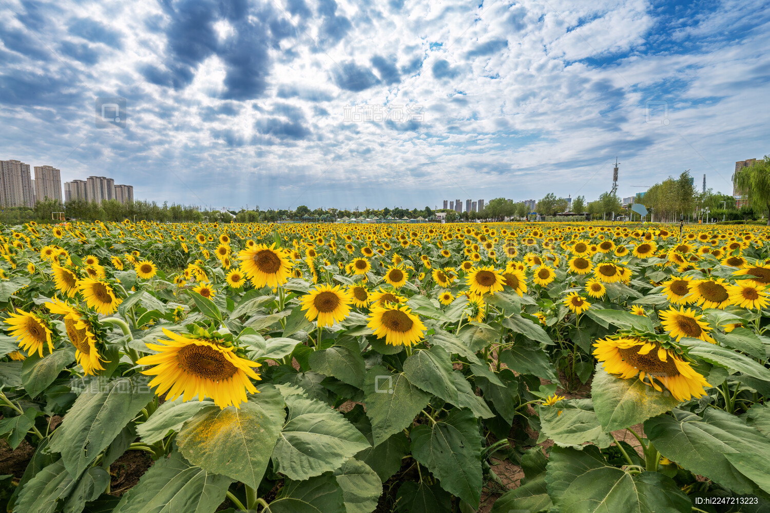 西安长安公园的向日葵