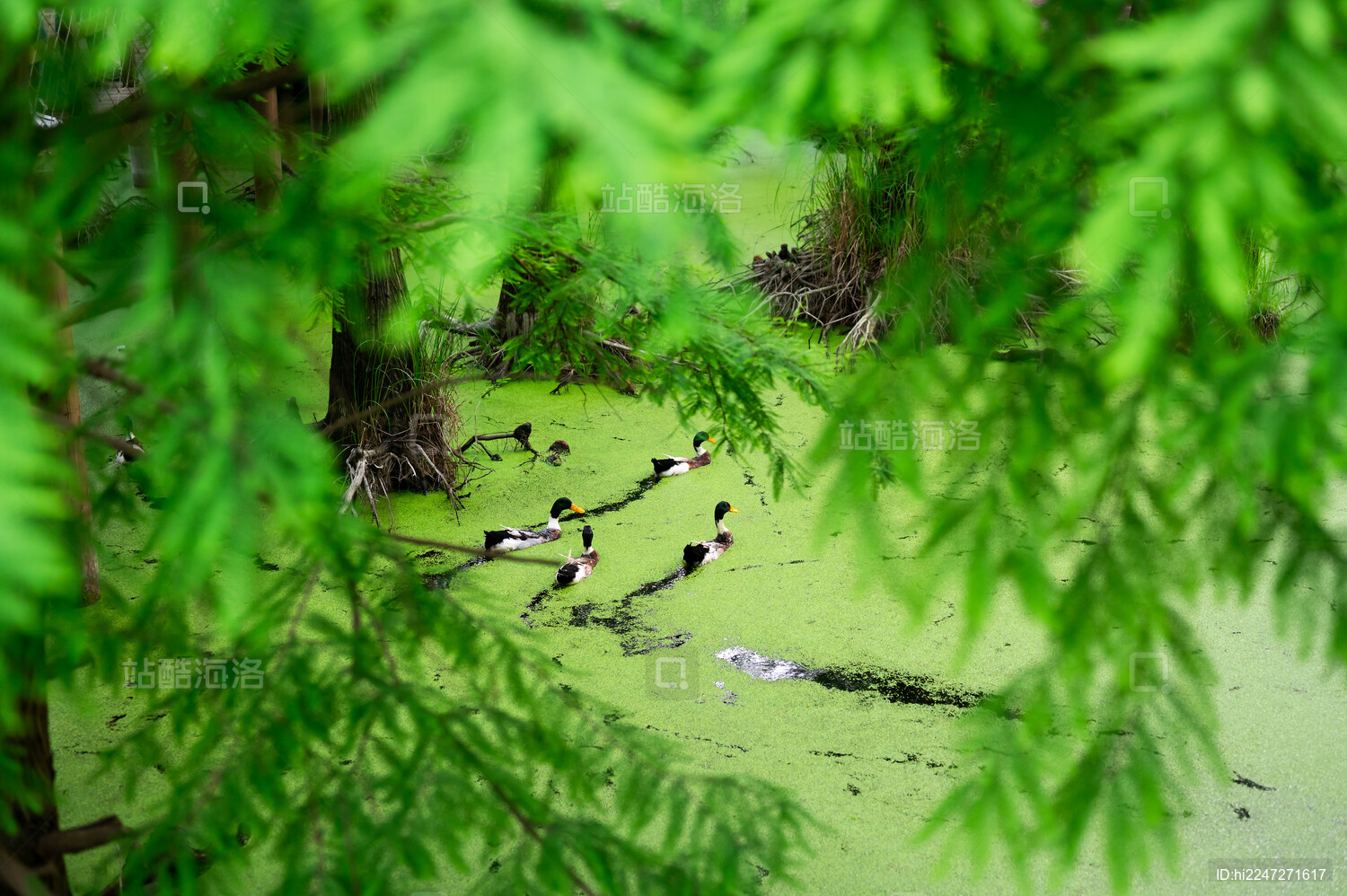 浙江省杭州市临安青山湖水上森林绿头鸭