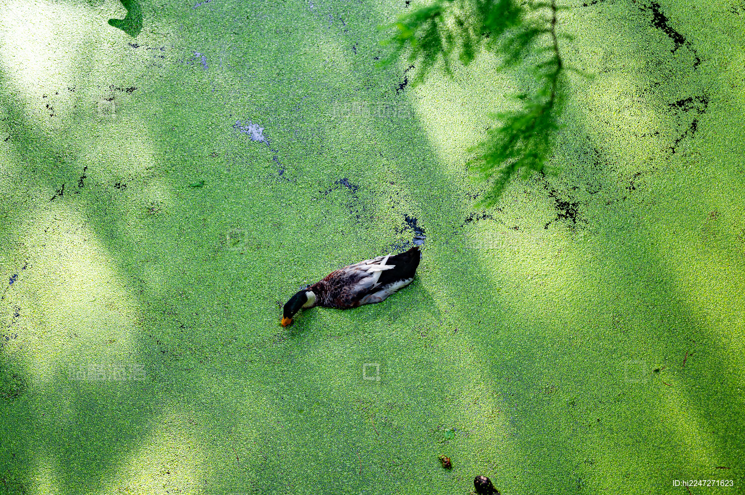 浙江省杭州市临安青山湖水上森林绿头鸭