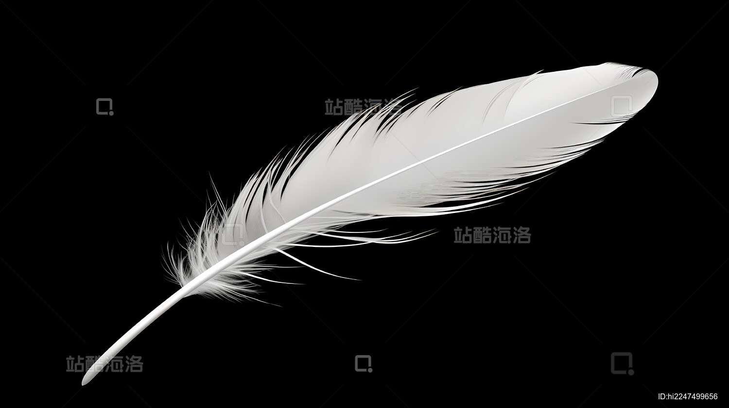 白色羽毛黑色背景简洁设计