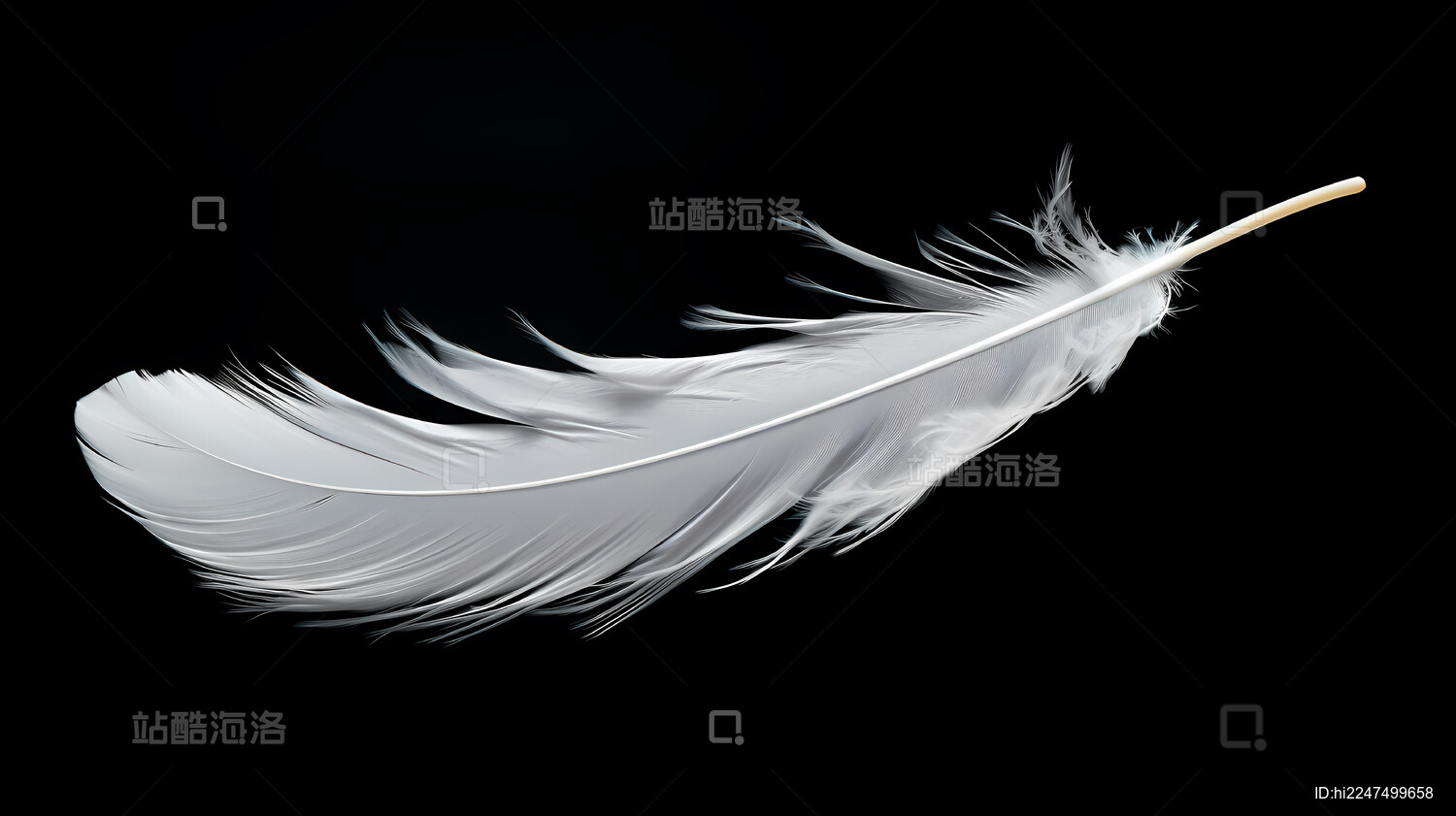 白色羽毛黑色背景简洁设计