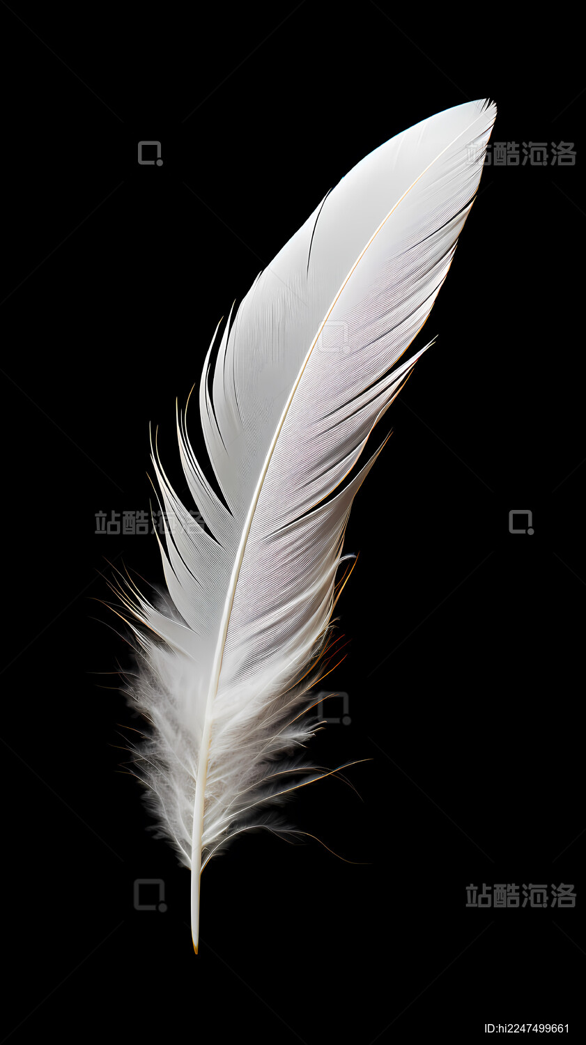 白色羽毛黑色背景简洁设计