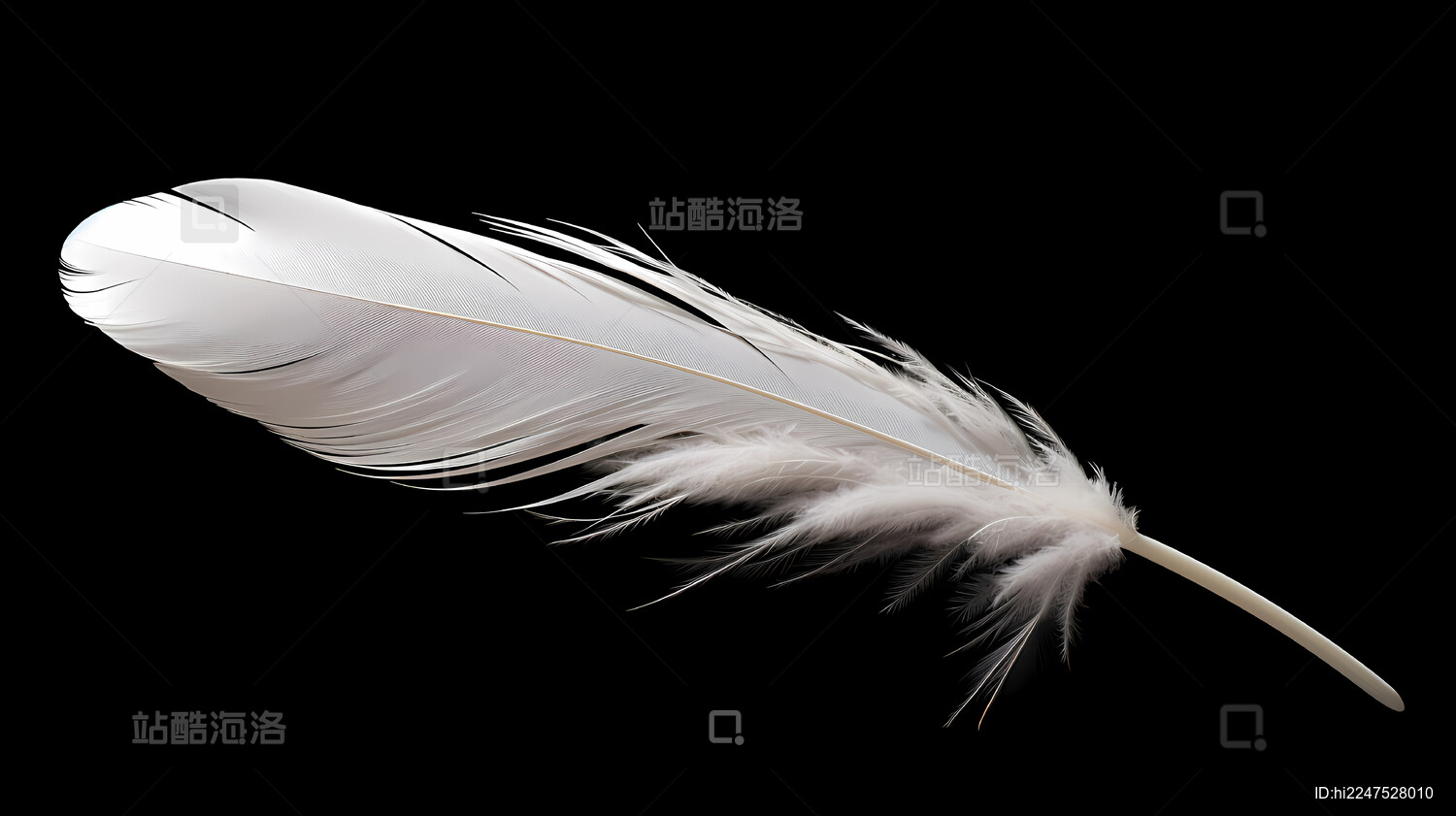 白色羽毛黑色背景简洁设计