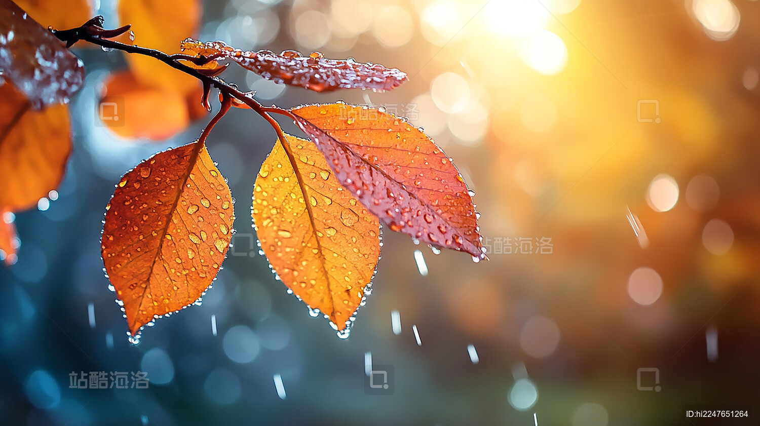 带露珠的黄色树叶