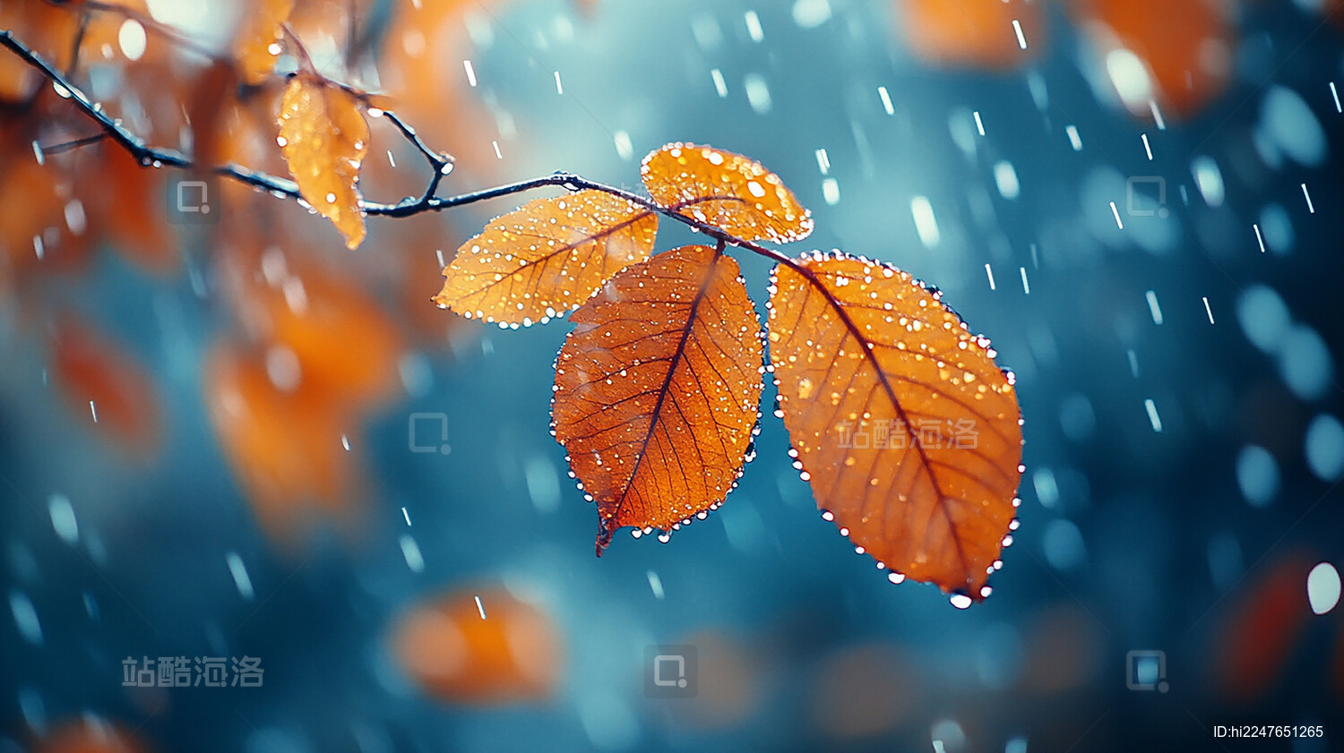 带露珠的黄色树叶