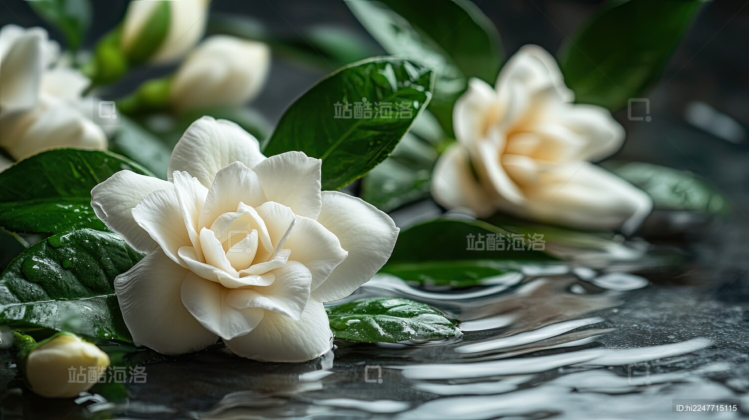 新鲜栀子花美妆背景场景