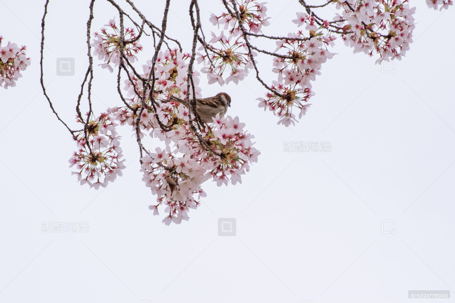 春天日本樱花季花朵森林树木