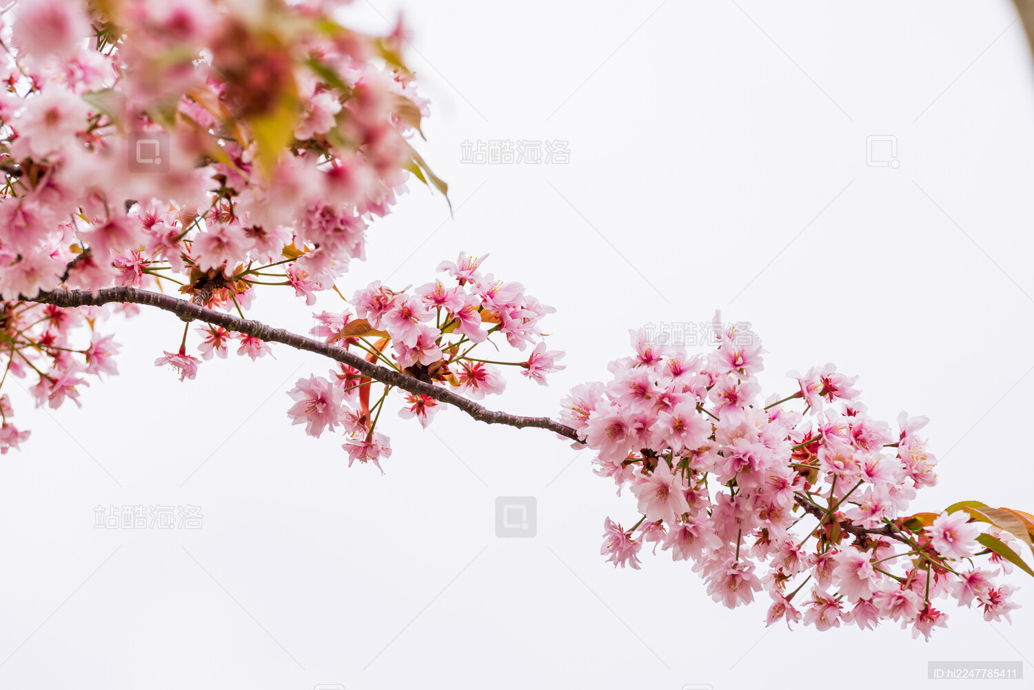 春天日本樱花季花朵森林树木